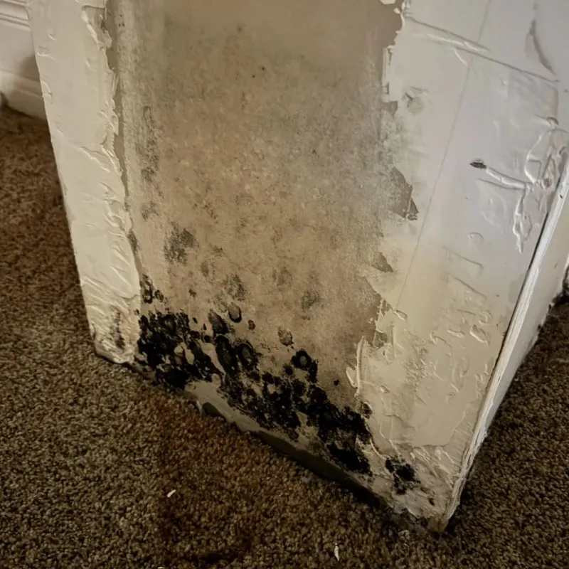 Professional Mold Removal in La Riviera, CA